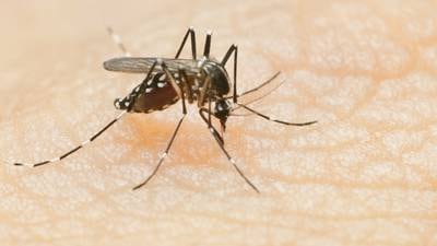 Mosquito batches test positive for West Nile virus in DuPage County