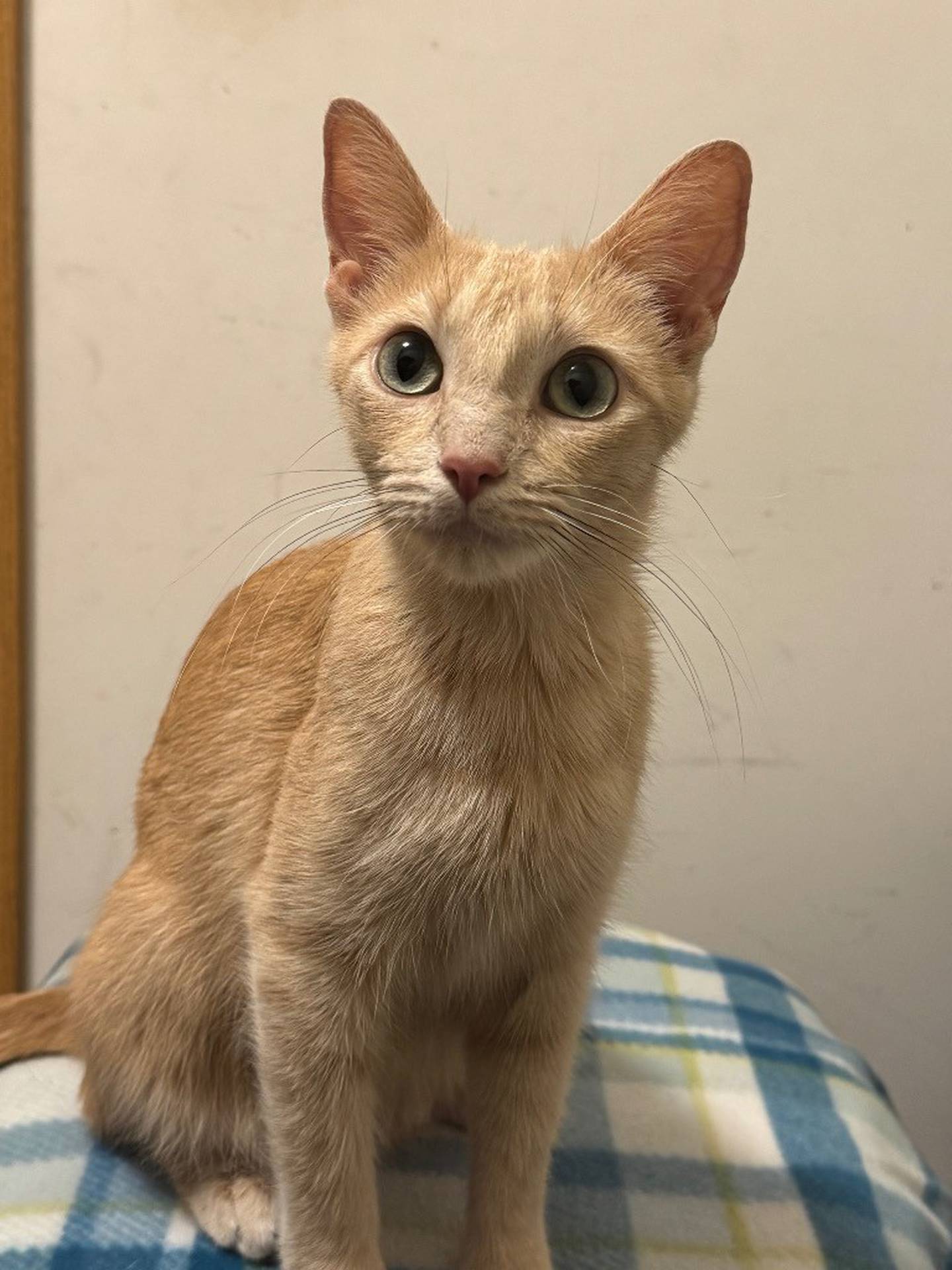 Sweet 1-year-old Fanta came pregnant to the shelter from a local animal control and had her kittens the same day she went into her foster home. Her kittens are weaned and living in their forever homes, so Fanta is ready for her home, too. Fanta is petite and working on gaining weight. She’s shy at first, but enjoys attention and pets. She is working on her cat introductions. To meet Fanta, visit willcountyhumane.com and follow the instructions for the adoption process.