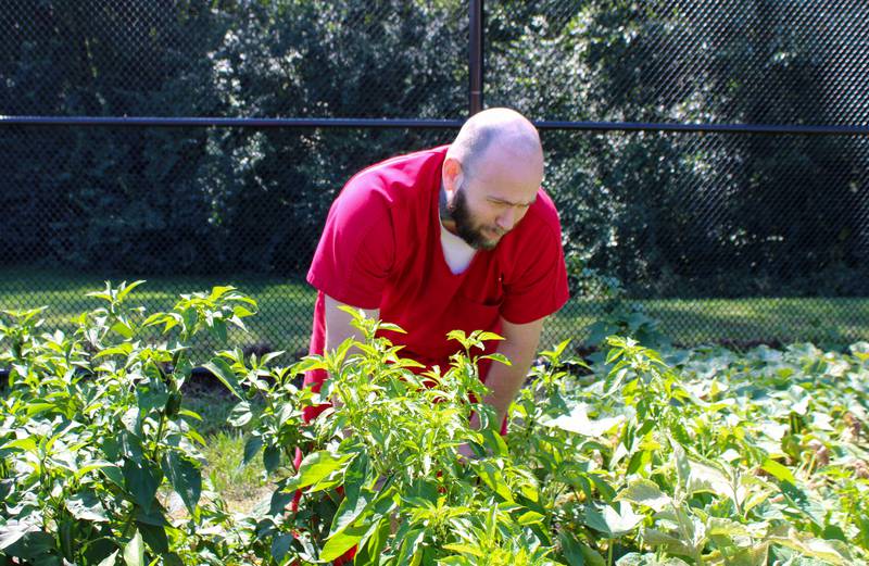 Derek Hornick is gathering fresh produce.