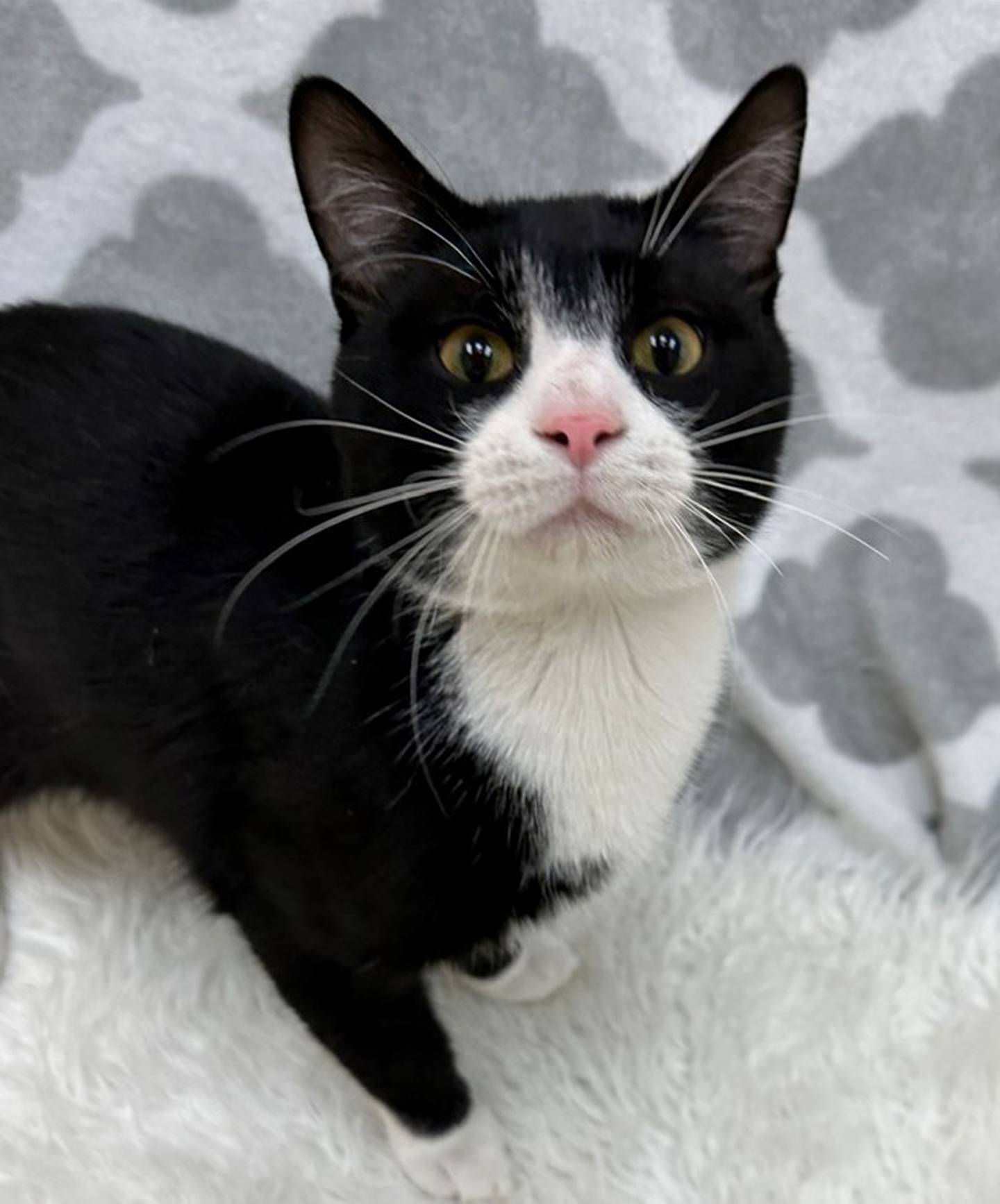 Hammy is 10 months old and needs a family that will appreciate his exuberance for life and doesn’t mind a loud and needy cat in their lives. Hammy is talkative and follows people around. To meet Hammy, call Joliet Township Animal Control at 815-725-0333.