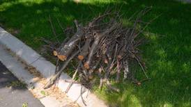 Montgomery schedules spring brush pickup