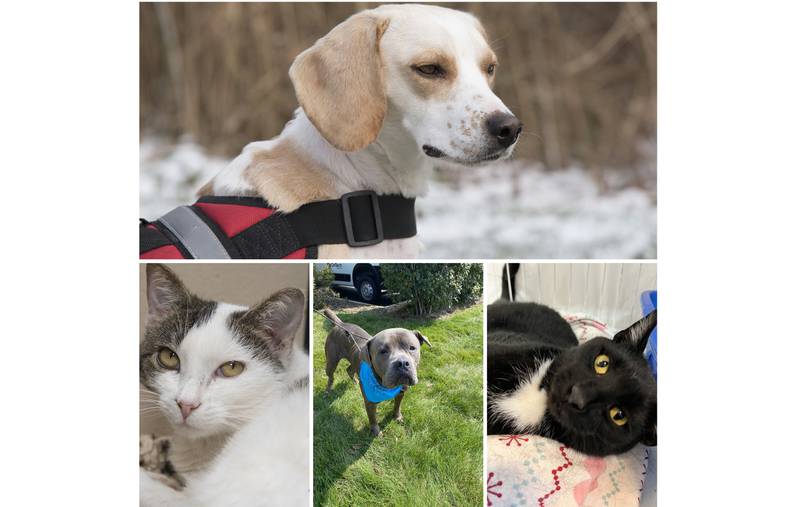 The Herald-News presents this week’s Pets of the Week. Read the description of each pet to find out about that pet, including where he or she can be adopted.