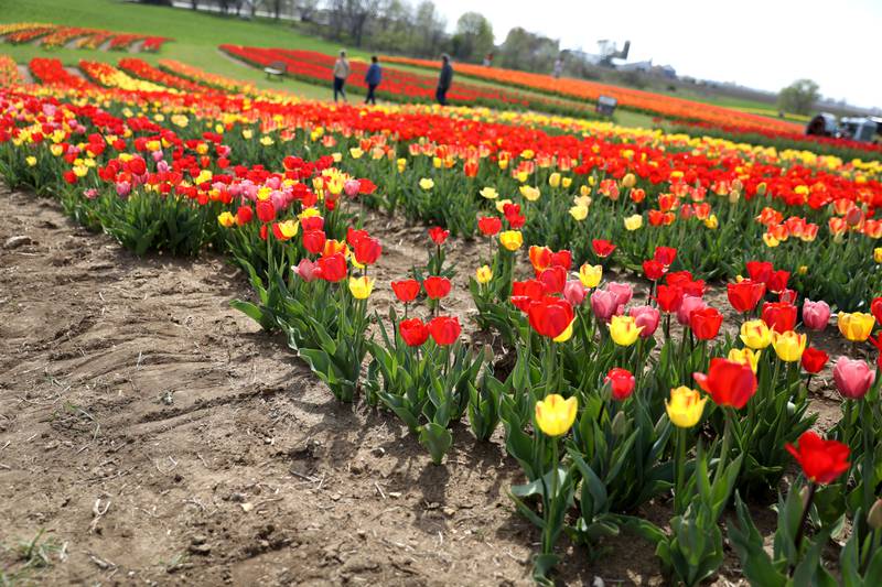 Patrons walk among thousands of tulips during the Midwest Tulip Festival at Kuipers Family Farm in Maple Park on Friday, April 28, 2023.