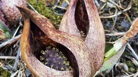 Good Natured in St. Charles: Skunk cabbage a sweetly stinky spring sign