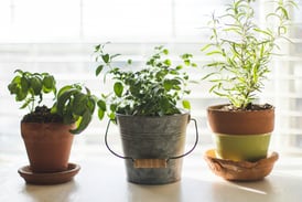 U of I Extension to offer free gardening program in Mt. Morris on March 25