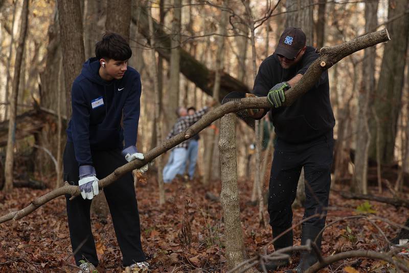 Christian Ugalde, left, and Dave Michalski cut up an invasive Maple tree which prevents sunlight for Oak trees to reproduce at the nature preservation event to restore light to the woodland floor in Pilcher Park on Sunday, Nov. 10, 2024 in Joliet.