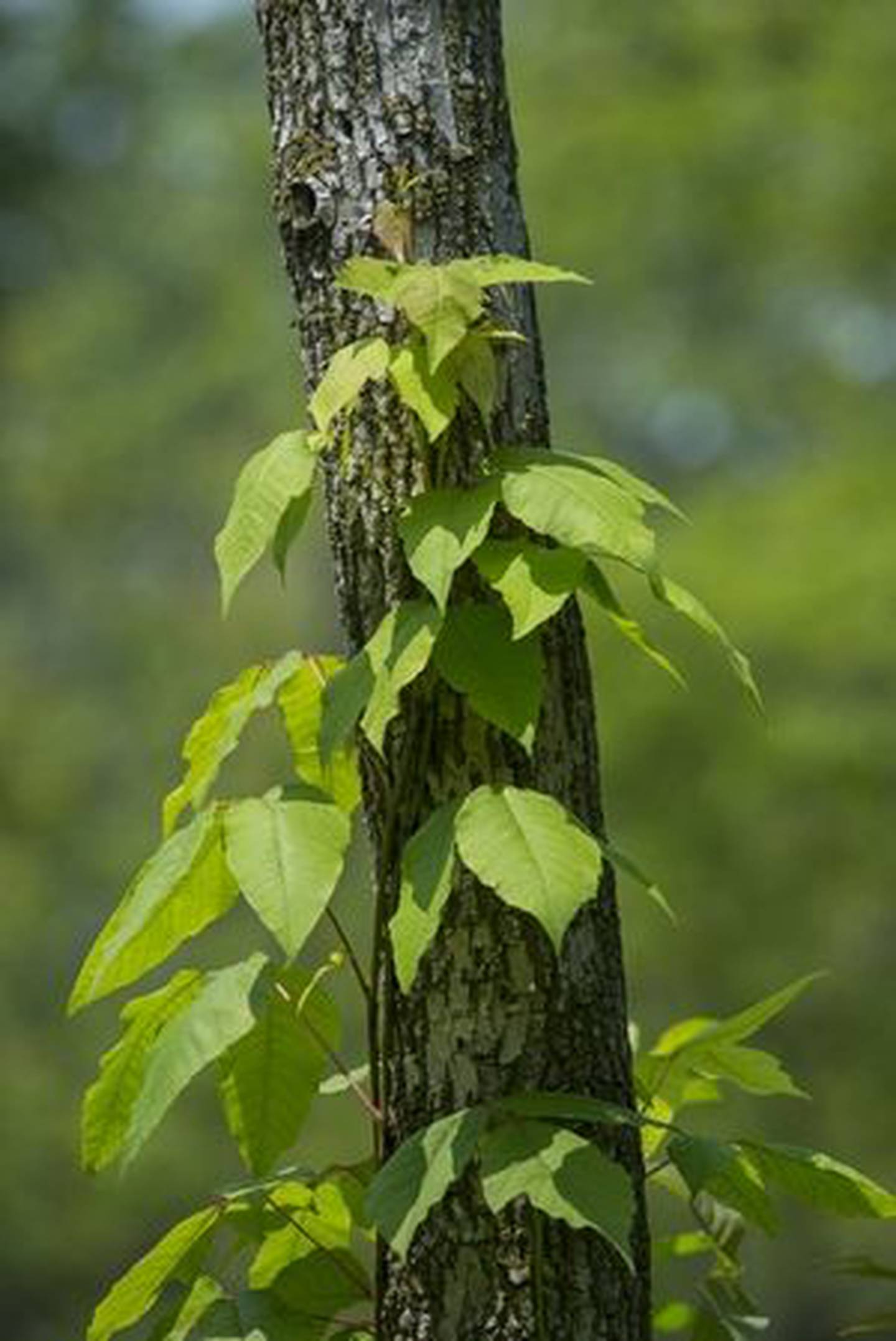 Let's all say it together: "Leaves of three, leave them be." Poison ivy can be tricky to eliminate from a landscape. If you find it, be sure to wear rubber gloves when removing it and dispose of the plant immediately.