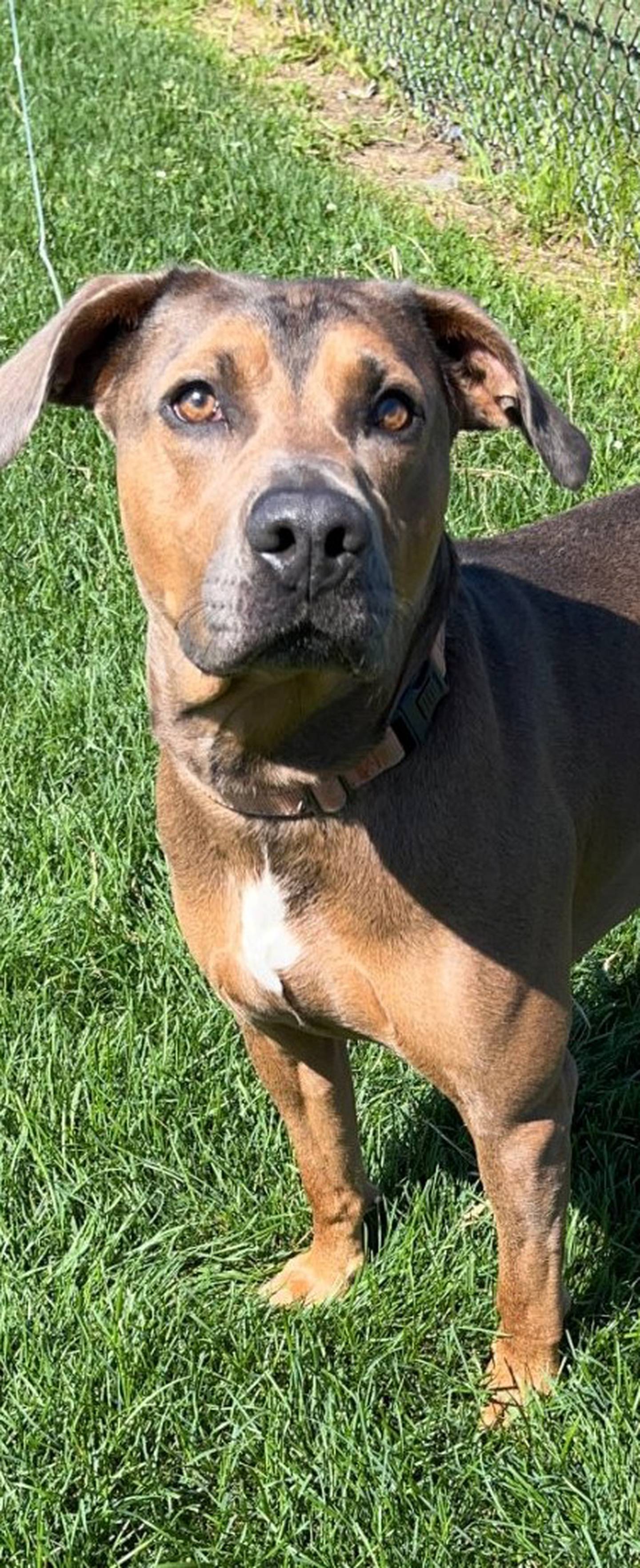Argyle is 3-year-old Doberman/pittie mix. He is an unusual mix of breeds with his muscular build, docked tail and stunning colors. He does well with other dogs, and he loves toys, especially tennis balls. To meet Argyle, call Joliet Township Animal Control at 815-725-0333.