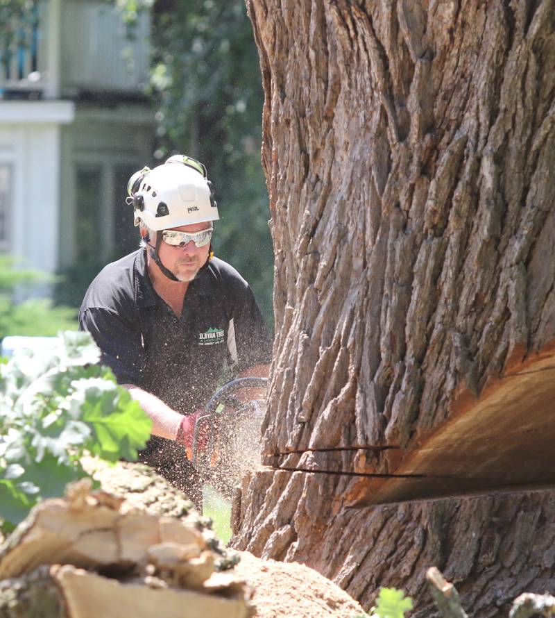 Darren Ryan, owner of D. Ryan Tree and Landscape, makes some of the final cuts before taking down the historic oak tree Thursday July 21, 2022, at 240 Rolfe Road in DeKalb. The tree, one of the oldest in the city, was beginning to die and lost a branch in a storm last week so at the advice of an arborist the city opted to remove it rather than risk more branches coming down and causing damage or injury.