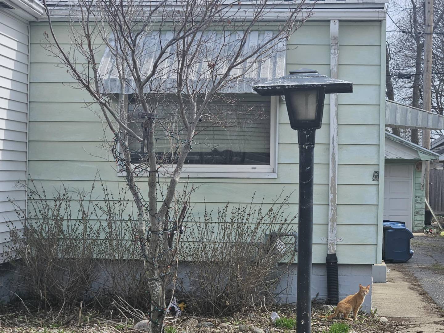 A black cat looks out the window while an orange cat sits outside of a Crest Hill home on Tuesday, April 1, 2025.  More than 20 cats and two dogs may have caused the gas leak at the home on March 27, which the Crest Hill building department has since deemed uninhabitable.