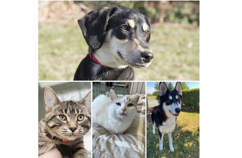 The Herald-News presents this week’s Pets of the Week. Read the description of each pet to find out about that pet, including where he or she can be adopted