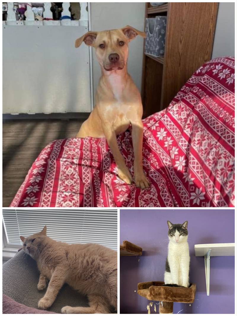 The Morris Herald-News presents this week’s Pets of the Week.