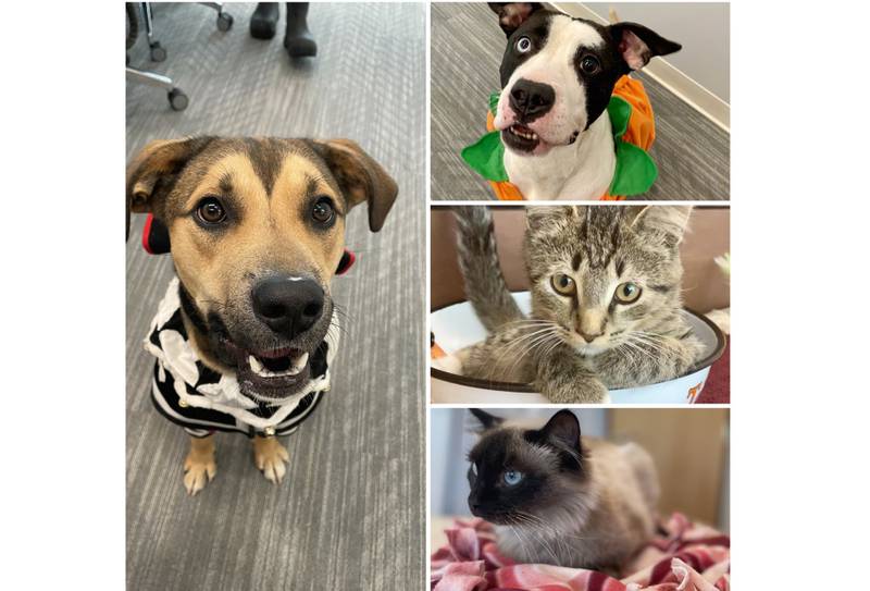 Adoptable dogs and cats from Will County Animal Protection Services, including Cinnamon, Damon, Wilma, and KitKat. Adoption fees have been waived in November as part of a “Pets for Vets” promotion event.