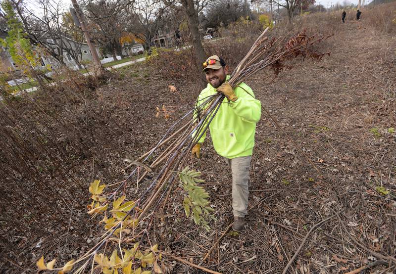 Elmhurst Park District's Crew Leader for Horticulture Edgar Heranndo helps clear invasive species out of the Keith A. Olson Prairie during the clean up day held Saturday, Nov. 16, 2024.