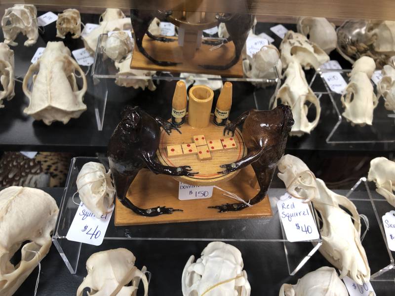 Frogs playing dominoes is one of the oddities Lori Fisher has found in her searches and is now selling at McHenry's Preserved Peculiarities, her oddity shop at 1312 N. Riverside Dr.