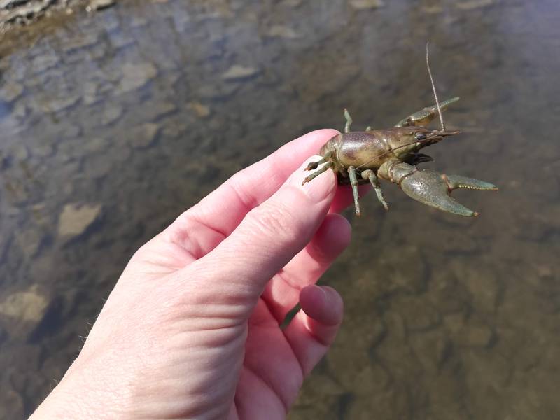 With big claws and an attitude to match, the rusty crayfish was brought to Illinois intentionally for use as fishing bait. It then hitched around in bait buckets throughout the Upper Midwest, displacing native species along the way.