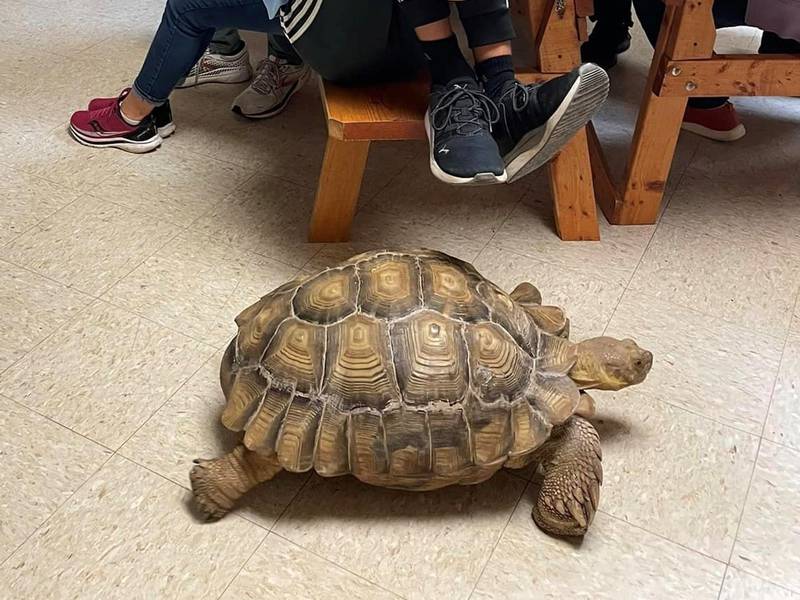 TJ the tortoise, at 75 pounds and still growing, faced homelessness when he outgrew the enclosure at his former residence. He is now “employed” at the Natural Resource Education Center in DeKalb County where his job is “to show people why buying large exotic species is not the best idea.”