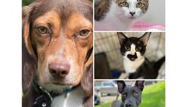 Pets of the Week: Sept. 26, 2022