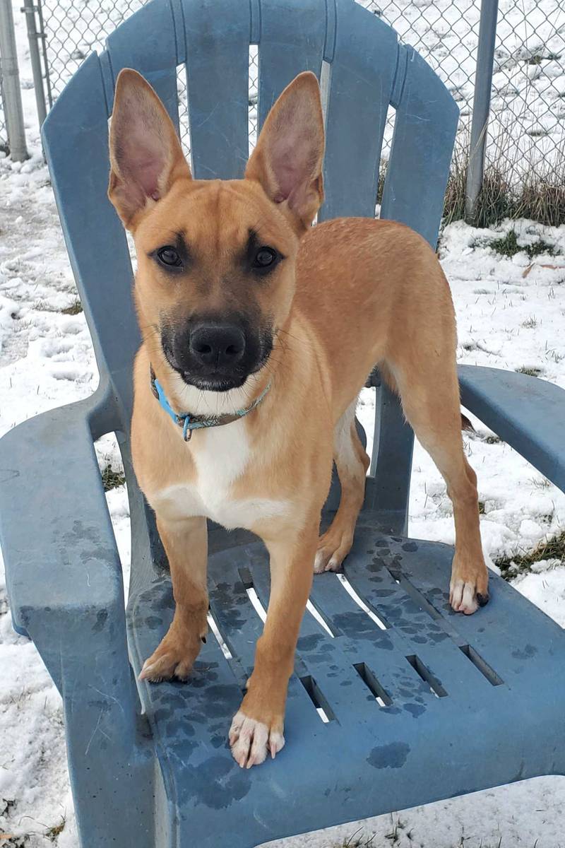 Gilligan is Save-A-Pet's pet of the week for Jan. 2, 2025.