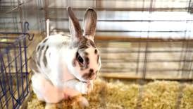 4-H rabbit workshop offers hands-on learning for Lee County youths