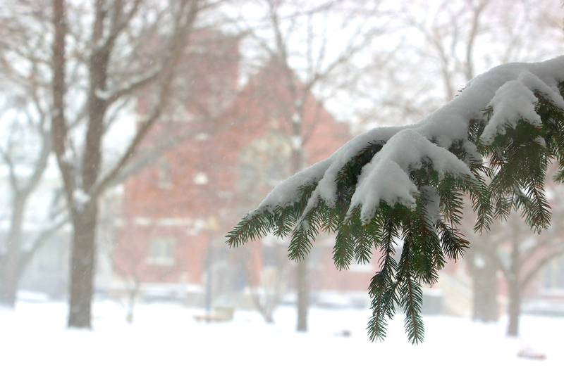 Fresh snowfall weighs down branches at Calvin Spencer Park during a snow storm in Marengo on Saturday, November 29, 2025.