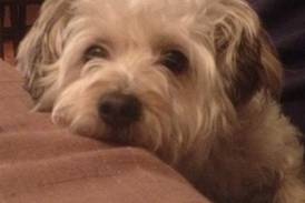 Eye On Illinois: There’s no such thing as a free pup