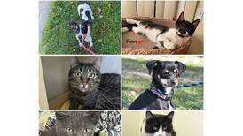 Pets of the Week: Oct. 28, 2024