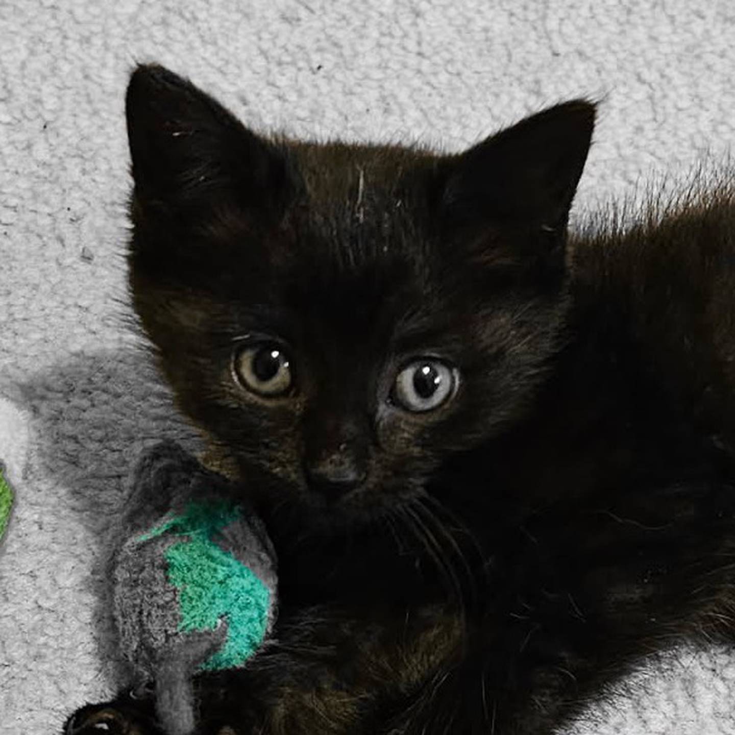 Muffin is sweet, gentle, and takes things in at her own pace, but she adores being held and petted. Muffin does well with kids and other cats. So Muffin should fit in with virtually any family, whether she joins a house with other pets or becomes a one-and-only. To meet Muffin, visit thekittysquad.com/adoptables.