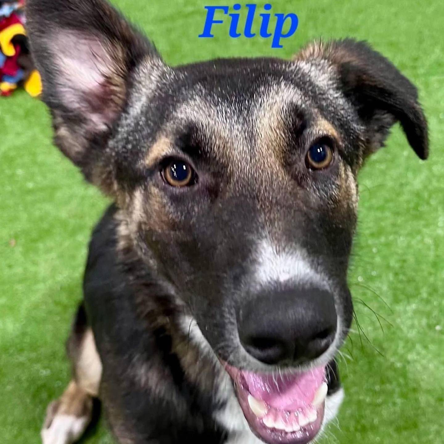 Nine-month-old Filip is gentle, curious, sweet and loyal. He enjoys soft attention and time with people. He’s beginning to explore the world with growing confidence each day. Filip will thrive in a home that understands and appreciates the instincts of herding breeds and benefit most from an owner who will guide him as he grows. To meet Filip, call Hopeful Tails Animal Rescue at 779-206-2132 or visit hopefultailsanimalrescue.org.
