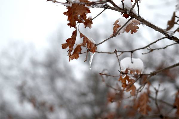 Will ‘fall’ leaf pickup still happen in St. Charles? Early snow, weather delays leave residents out in cold