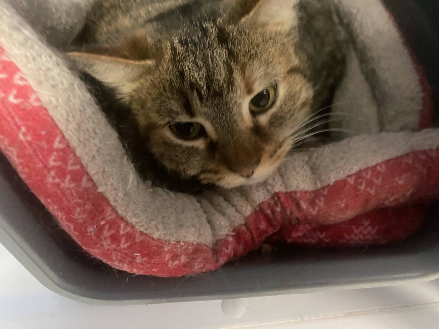 Penny is a 2-year-old domestic shorthair. She is kindhearted, gentle, and shy. Penny loves kids and enjoys watching birds in the window. For more information on Penny, please visit justanimals.org or call 815-448-2510.