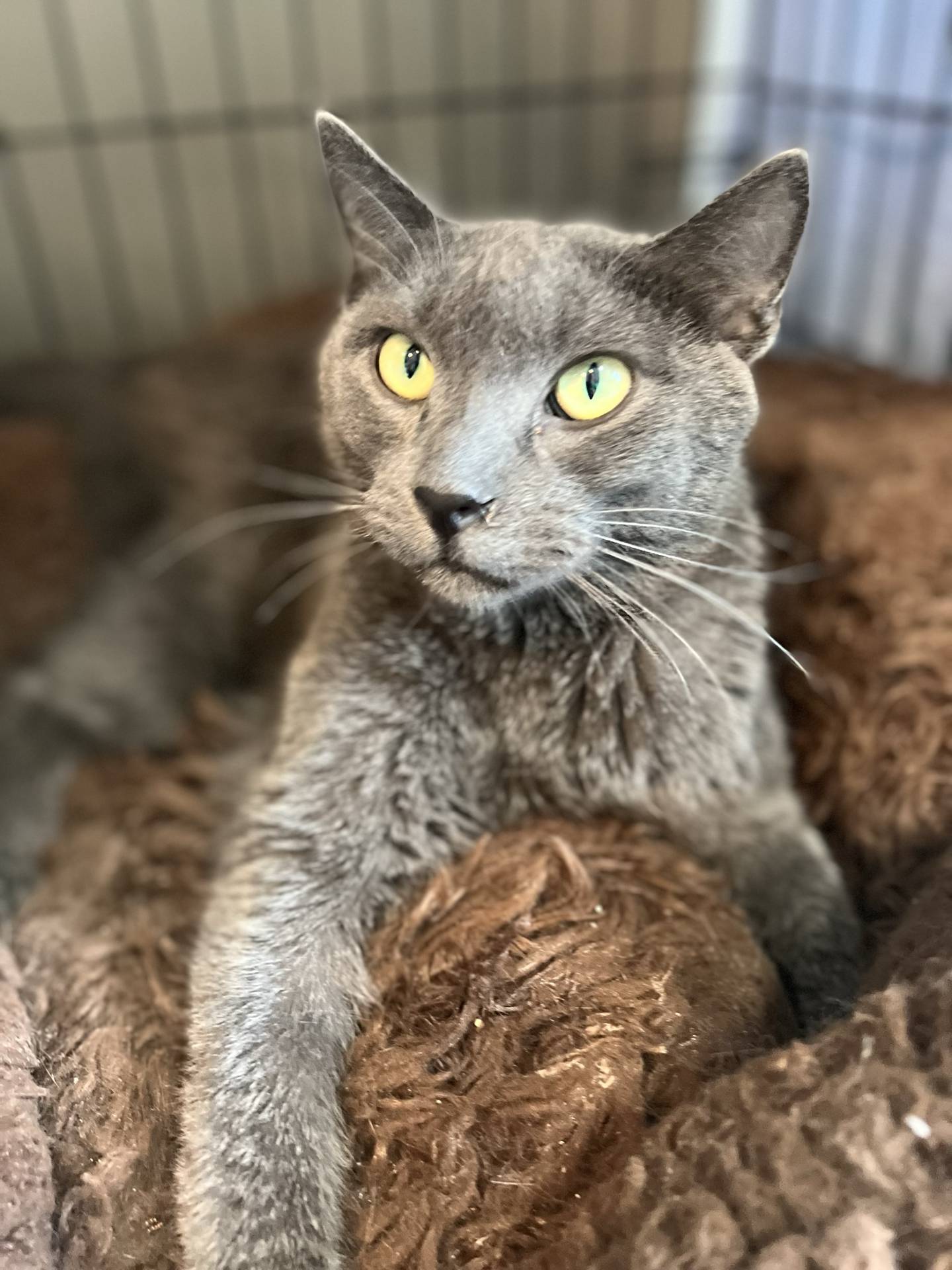 Shenanigans is a handsome 5-year-old male that was found as a stray. He is very outgoing, lovable, talkative and affectionate. He eagerly greets everyone, hoping for pets and attention. Shenanigans is FIV positive and must be the only in cat in a home, live with other FIV positive cats or possibly live with other non-aggressive cats. To meet Shenanigans, email Catadoptions@nawsus.org. Visit nawsus.org.