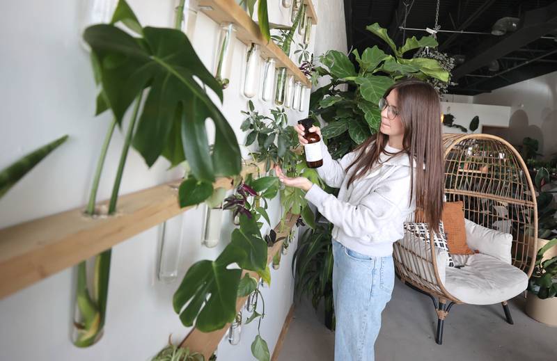 Kailey Rorer, owner of The Greenhouse, 265 W. Peace Road in Sycamore, sprays the cuttings on the propagation wall Tuesday, April 19, 2022, at the store. The Greenhouse will celebrate its grand opening on Saturday, April 23. The store will sell houseplants, plant stands, pots, and other giftable items. The Greenhouse is owned by Kailey and Troy Rorer of Sycamore. Business hours are 10 a.m. to 5 p.m. Wednesdays through Fridays, 10 a.m. to 4 p.m. Saturdays and 10 a.m. to 2 p.m. Sundays.