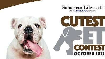 Vote in My Suburban Life October 2022 Cutest Pet Contest today!