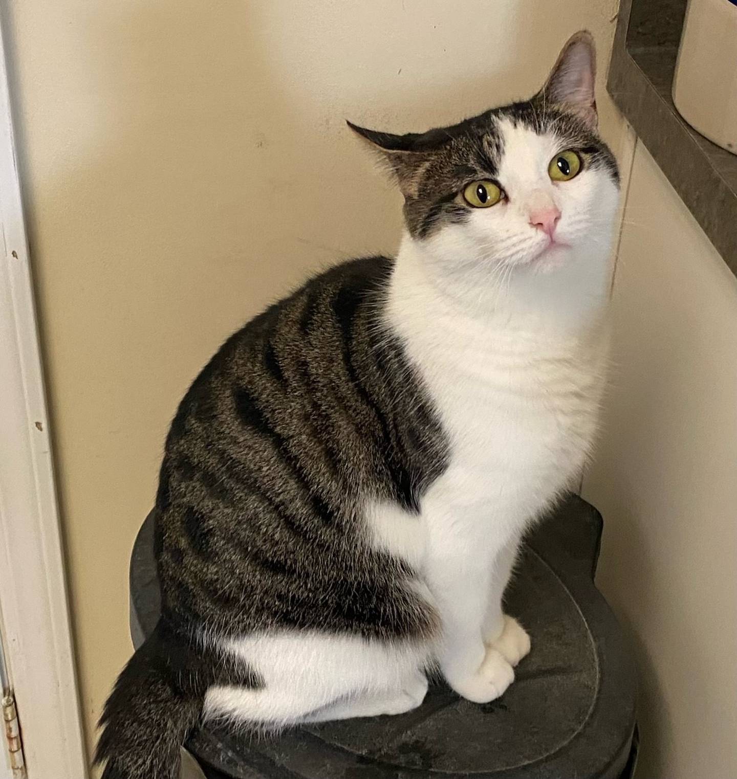 Gracie is a 2-year-old domestic shorthair.  She is sweet, calm, and energetic. Gracie is affectionate and enjoys neck scratches, but only on her own time. For more information on Gracie, including adoption fees please visit justanimals.org or call 815-448-2510.