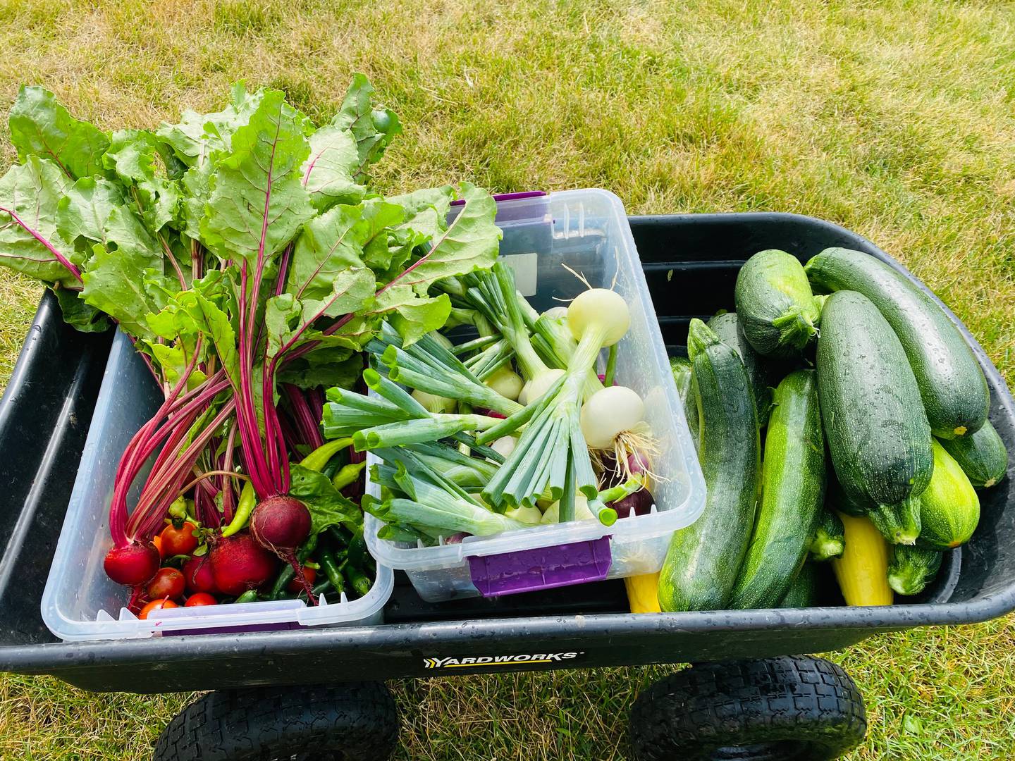 Recently, OSF St. Elizabeth Medical Center (Ottawa) harvested 640 pounds of produce, OSF St. Paul Medical Center (Mendota) produced 1,175 pounds and OSF Center for Health - Streator yielded 713 pounds. The produce is donated to local food pantries, and may be offered in OSF cafeterias to use as a healthy eating and wellness initiative.
