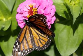 Batavia Plain Dirt Gardeners monthly meetings to resume Sept. 16