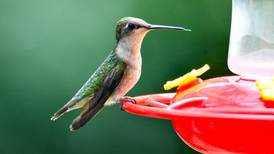 View hummingbirds, take a hike or recharge at an adult retreat at Will County forest preserves