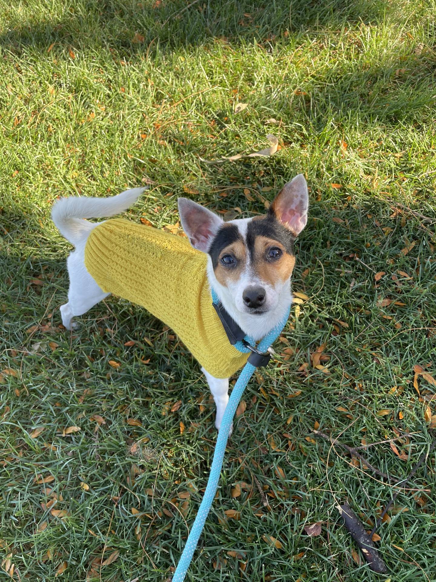 Phil is a 10-year-old sweet and well-behaved rat terrier/Chihuahua mix. Like many small dogs, Phil can be shy at first, but he adjusts quickly and shows his fun personality. Phil does well with other small dogs and cats but needs a home without any larger-sized dogs.  He has a gentle demeanor and should do well in a family and with children because of his gentle demeanor.  To meet Phil, email Dogadoption@nawus.org. Visit nawsus.org.