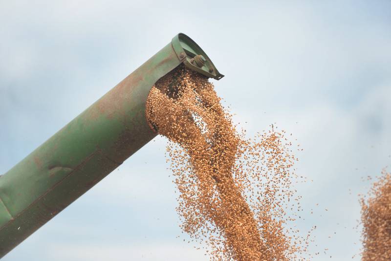 Wheat berries are deposited into a wagon after being cultivated at the Bos Brothers Historical Farm on Saturday, July 26, 2025.