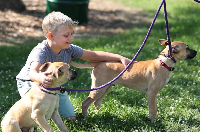 Victor Simek, 7, from DeKalb, pets a couple dogs at the Tails Humane Society booth during the Family Fun Fest Thursday, July 20, 2023, at Hopkins Park in DeKalb.