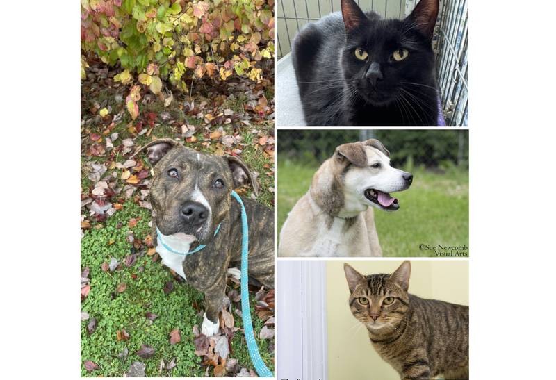The Herald-News presents this week’s Pets of the Week. Read the description of each pet to find out about it, including where it can be adopted in Will County.