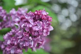 Down the Garden Path: How Lombard became The Lilac Village