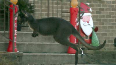 Wallaroo chase in Peru: Owner said fishermen arrived at right time to rescue his pet from Illinois River
