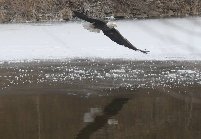 A bald eagle flies through the air over Lock 19 on the Hennepin Canal on Wednesday, Jan. 15, 2025 near Wyanet. About a 300 foot stretch of the canal remains unfrozen in that area allowing the eagles to have a healthy habitat.