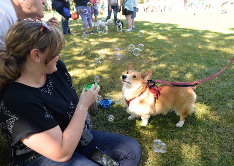'Archie' reacts to his first experience with bubbles beside  Alesia Prakapenka of Naperville during the Downers Grove Dog Daze event Saturday, Sept. 9, 2023.