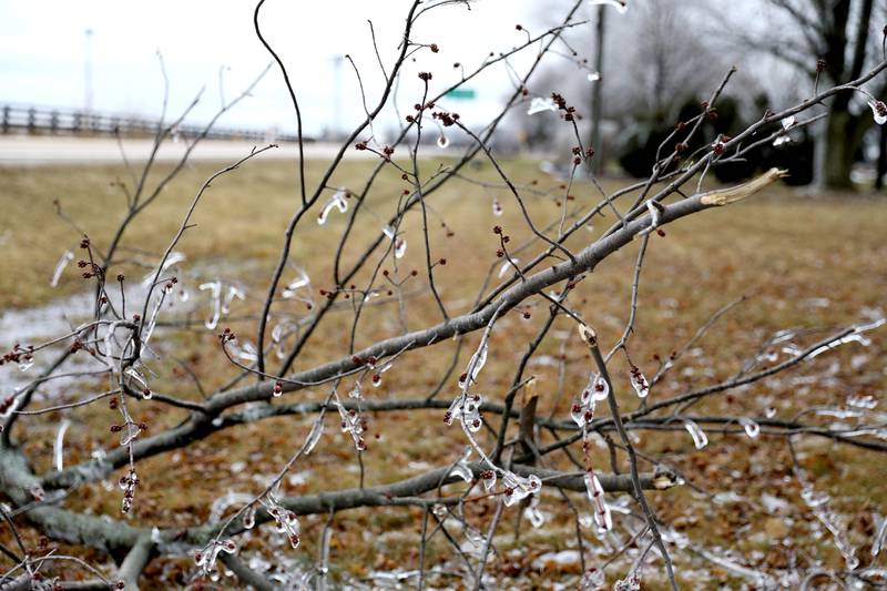 Ice covered trees and dripped from signs in western Kane County after a storm on Thursday, Feb. 23, 2023.