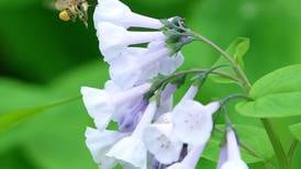 Mother’s Day perennial seed packets available at Grundy County Libraries