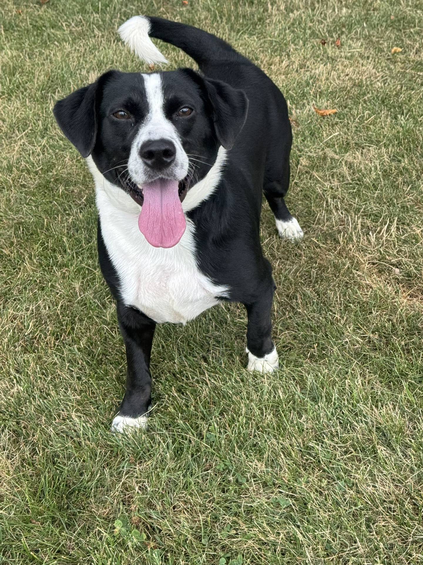 Liam is a 3-year-old Basset Hound mix that was rescued from living in a cage inside a trailer, Liam is playful, affectionate and always ready for fun. He loves other dogs, does well with cats, and will happily curl up next to people after a good play session. To meet Liam, email Dogadoption@nawsus.org. Visit nawsus.org.