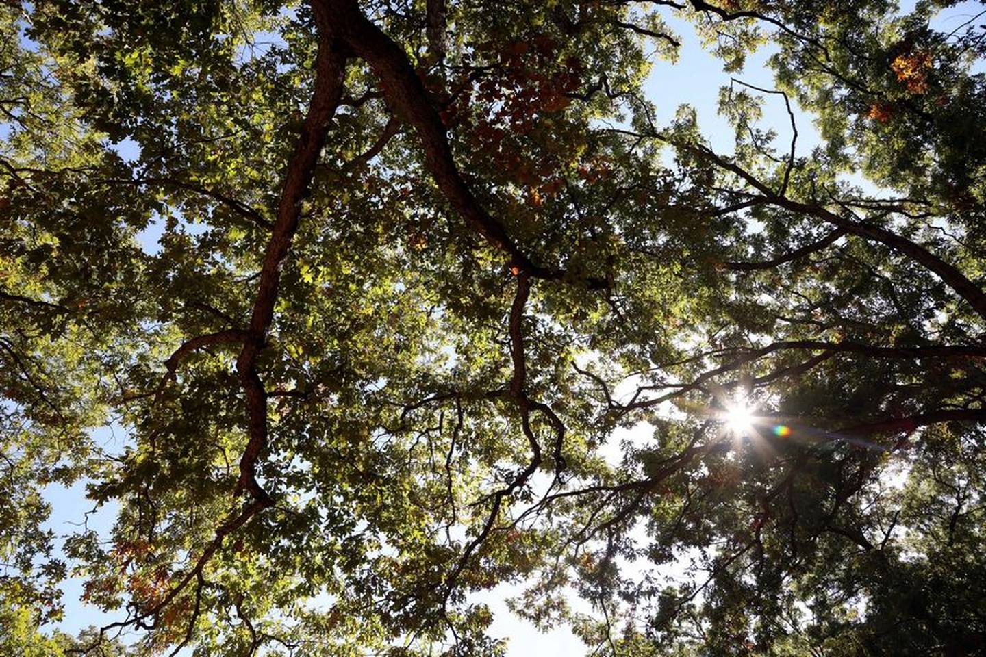 The sun breaks through the foliage at Tyler Creek Forest Preserve in Elgin. Oak trees are producing a bumper crop of acorns this year.